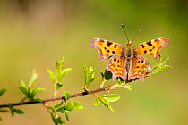 Comma butterfly (Polygonia c-album), Loiret, France, April.
