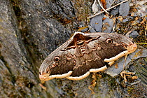 Giant peacock moth (Saturnia pyri), Mercantour National Park, France, May.