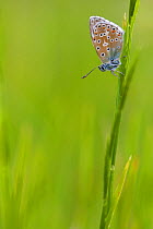 Adonis blue butterfly (Polyommatus bellargus), La Brenne Regional Natural Park, France, May.