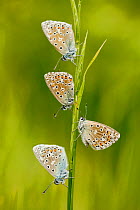 Adonis blue butterflies (Polyommatus bellargus) group of four, La Brenne Regional Natural Park, France, May.