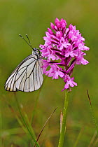 Black veined white butterfly (Aporia crataegi) resting on Pyramidal orchid (Anacamptis pyramidalis) flower, Grands Causses Regional Natural Park, France, June.