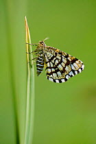 Latticed Heath moth (Chiasmia clathrata), Mercantour National Park, France, July.