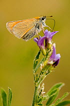 Small skipper butterfly (Thymelicus sylvestris) feeding on flowers, Hautes-Alpes, france, July.