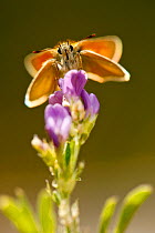 Small skipper butterfly (Thymelicus sylvestris) feeding on flowers, Hautes-Alpes, France, July.