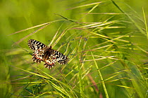 Southern festoon butterfly (Zerynthia polyxena) in grass, Var, France, April.