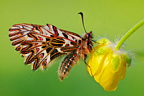 Southern festoon butterfly (Zerynthia polyxena) on flower, Var, France, April.
