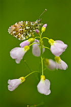 Orange tip butterfly (Anthocharis cardamines) female resting on Cuckooflower (Cardamine pratensis), Essonne, France, May.