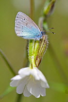 Osiris blue butterfly (Cupido osiris) on flower, Grands Causses Regional Natural Park, France, May.