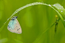 Green-underside blue butterfly (Glaucopsyche alexis) on grass, Grands Causses Regional Natural Park, France, May.