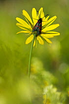 Five-spot Burnet Moth (Zygaena lonicerae) on flower, Hautes-Alpes, France, July.