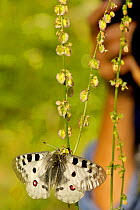 Apollo butterfly (Parnassius apollo) with person taking picture in the background, Hautes-Alpes, France, July.
