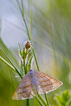 Grass wave moth (Perconia strigillaria), Grands Causses Regional Natural Park, France, May.