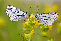 Two Black veined white butterflies (Aporia crataegi) just after emerging, Herault, France, May.