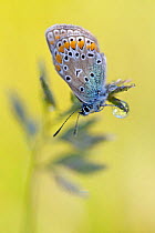 Brown argus butterfly (Aricia agestis), Herault, France, May.