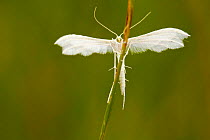 White plume moth (Pterophorus pentadactyla), Indre-et-Loire, France, May.