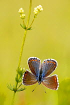 Adonis blue butterfly (Polyommatus bellargus), Grands Causses Regional Natural Park, France, June.