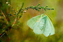 Large emerald moth (Geometra papilionaria), Fontainebleau forest, France, June.