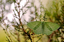 Large emerald moth (Geometra papilionaria), Fontainebleau forest, France, June.