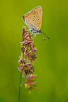 Purple-edged copper butterfly (Lycaena hippothoe), Haute-Savoie, France, June.