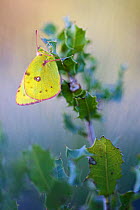 Berger's clouded yellow butterfly (Colias alfacariensis), Var, France, April.