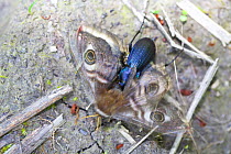Beetle (Morphocarabus monilis) eating Giant peacock moth (Saturnia pyri),  Isere, France, April.