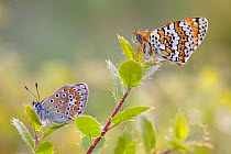 Common blue butterfly (Polyommatus icarus) and Glanville fritillary butterfly (Melitaea cinxia), Var, France, May.