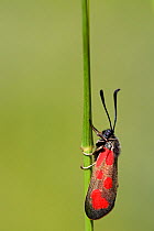 Mountain Burnet moth (Zygaena exulans), Vercors Regional Natural Park, France, May.