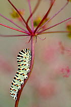 Common swallowtail butterfly (Papilio machon) caterpillar, Isere, France, May.