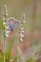 Common blue butterfly (Polyommatus icarus), Isere, France, May.