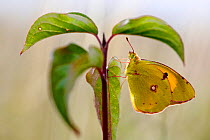 Clouded yellow butterfly (Colias croceus), Isere, France, May.