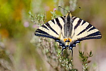 Scarce swallowtail butterfly (Iphiclides podalirius), Ardeche, France, April.