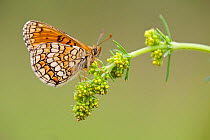 Meadow fritillary butterfly (Melitaea parthenoides), Baronnies Provincial Regional Natural Park, France, May.