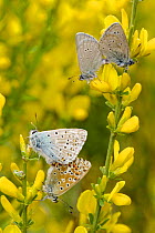 Mating pair of Small Blue Butterflies (Cupido minimus) and Chalkhill blue butterflies (Lysandra coridon) mating, Hautes-Alpes, France, May.
