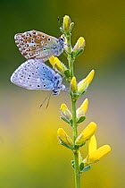 Chalkhill blue butterfly (Lysandra coridon) mating, Hautes-Alpes, France, May.