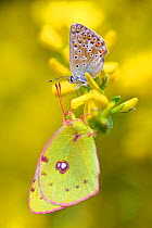 Adonis blue butterfly (Lysandra bellargus) and Berger&#39;s Clouded Yellow Butterfly (Colias alfacariensis), Hautes-Alpes, France, May.