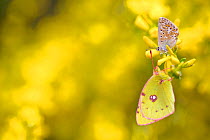Adonis blue butterfly (Lysandra bellargus) and Berger's Clouded Yellow Butterfly (Colias alfacariensis), Hautes-Alpes, France, May.