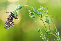 Spanish Festoon butterfly (Zerynthia rumina), Grands Causses Regional Natural Park, France, May.