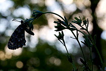 Spanish Festoon butterfly (Zerynthia rumina) silhouette, Grands Causses Regional Natural Park, France, May.