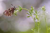 Spanish Festoon butterfly (Zerynthia rumina) flowers, Grands Causses Regional Natural Park, France, May.