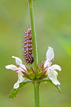 Caterpillar larva of Meadow / Spotted fritillary butterfly (Melitaea didyma), Alpes-Maritimes, France, June.