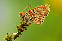A special coloring of Spotted fritillary butterfly (Melitaea didyma), Alpes-Maritimes, France, June.