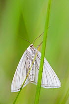 Black-veined Moth (Siona lineata), Alpes-Maritimes, France, June.