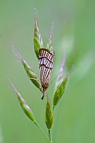 Moth (Chrysocrambus linetella) on grass, Alpes-Maritimes, France, June.