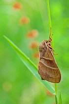 Fox moth (Macrothylacia rubi), La Brenne Regional Natural Park, France, June.