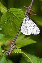 Emergence of  Black veined white butterfly (Aporia crataegi), Haute-Savoie, France, June.
