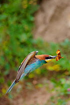 European bee-eater (Merops apiaster) in flight, with a prey Oak Eggar Moth (Lasiocampa quercus), Allier, France, July.