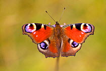 Peacock butterfly (Inachis io), Ain, France, September.