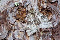 Blue underwing moth (Catocala fraxini) camouflaged on tree, Loir-et-Cher, France, October.