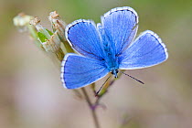 Adonis blue butterfly (Lysandra bellargus) male basking wings open, Grands Causses Regional Natural Park, France, May.