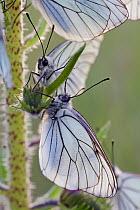 Black veined white butterflies (Aporia crataegi) large group roosting on plant just after emergence, Herault, France, May.